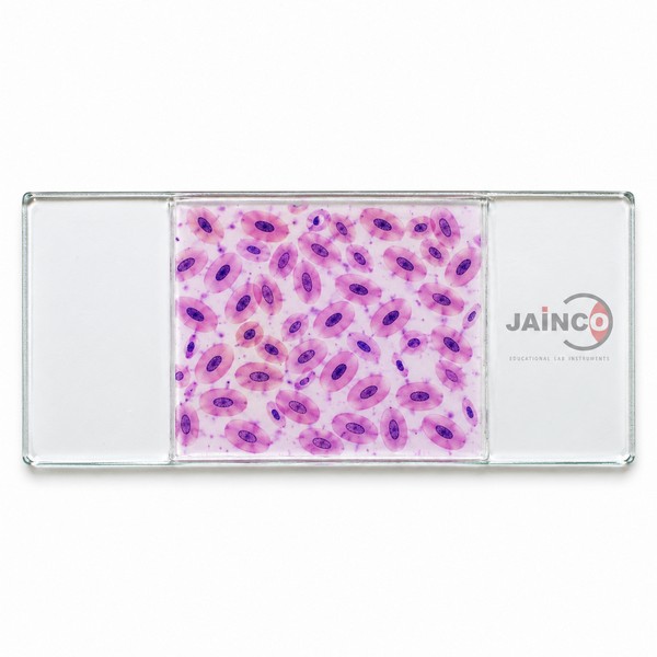Stained Frog Blood